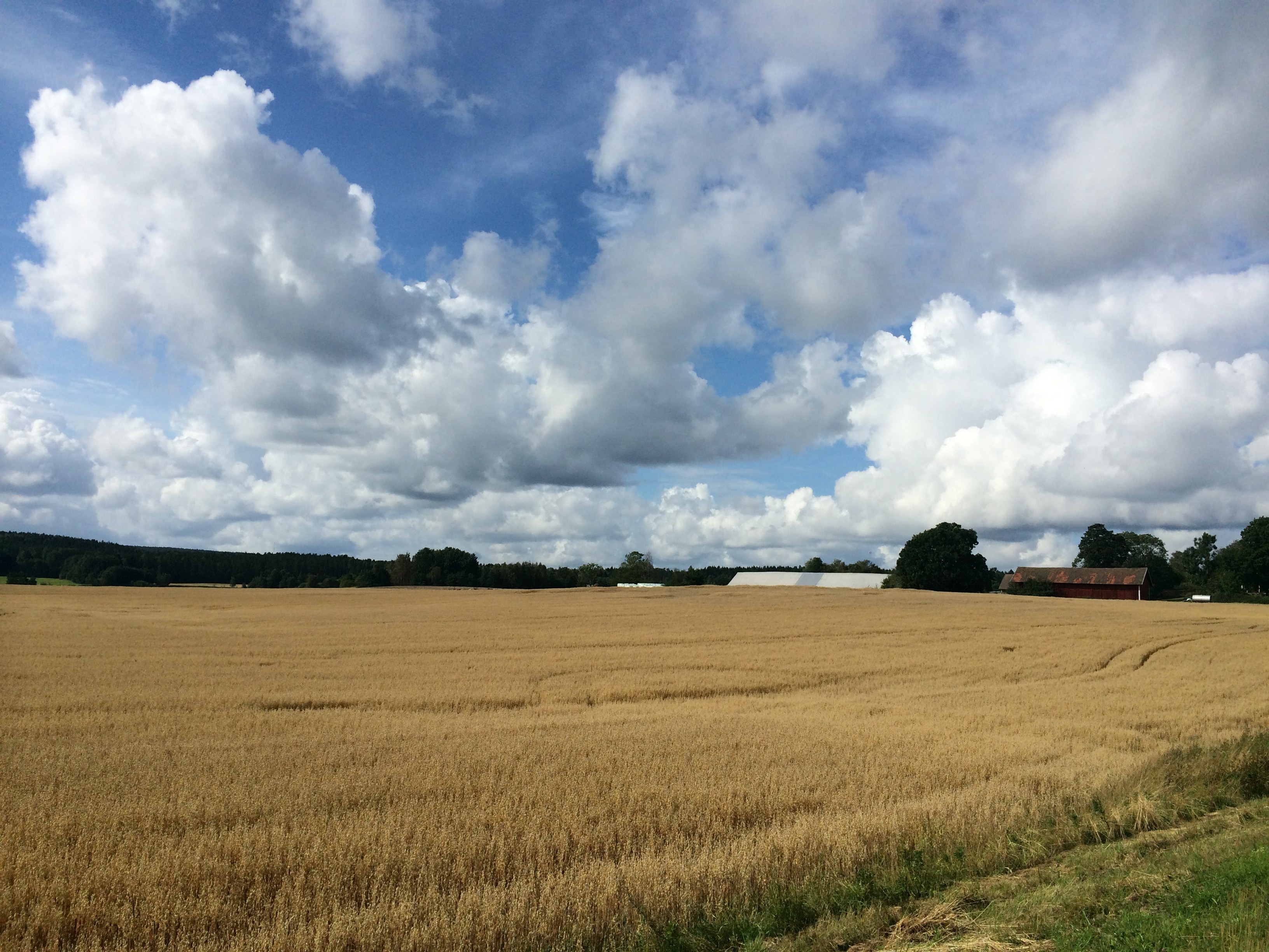 140813 natur